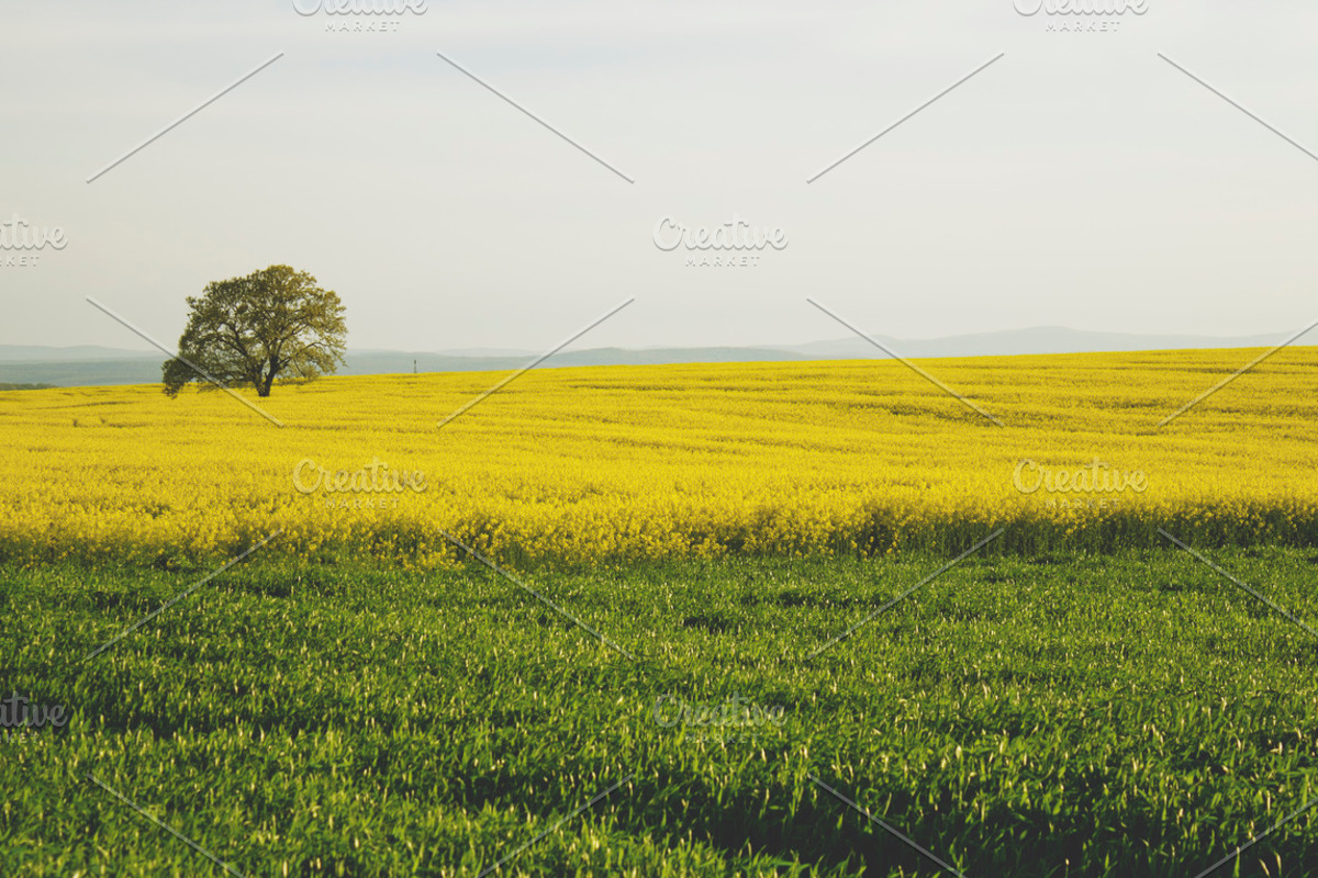 Rapeseed fields photo bundle, a Nature Photo by Mukuko Studio (Photo 3 of 5)