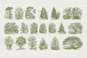 29 Branches, Twigs & Leaves (+Bonus), an Illustration by Century Library (Thumbnail 5 of 8)