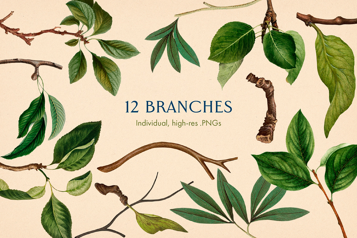 40 Vintage Birds & Branches, an Object Graphic by The Object Atlas (Photo 4 of 9)