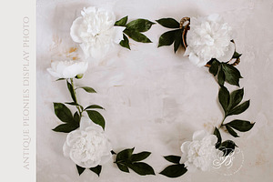 Peonies Display Photo