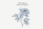 23 Collection - Peony Flowers, an Illustration by By_Pedram (Thumbnail 3 of 6)