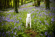 3D Wolf/Dog Papercraft, a Templates & Theme by PaperPetShop (Thumbnail 2 of 4)