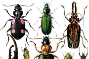 Vintage Beetles Set 1, a Graphic by Digital Vintage (Thumbnail 2 of 2)
