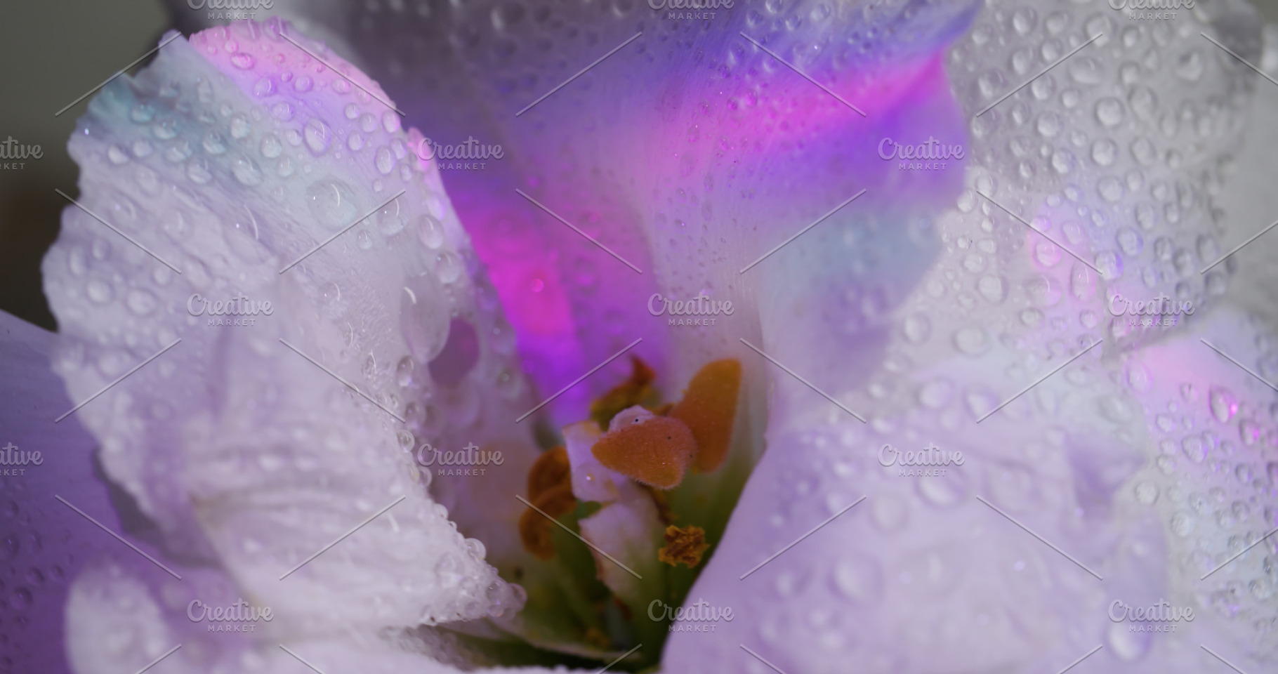 Rainbow flower neon nature plant, a Background Photo by Photo Drive Studio