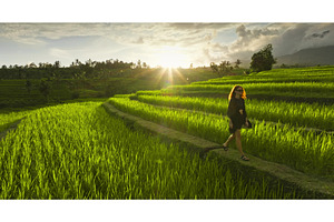 Woman walking on rice terraces, a Person Photo by Goinyk