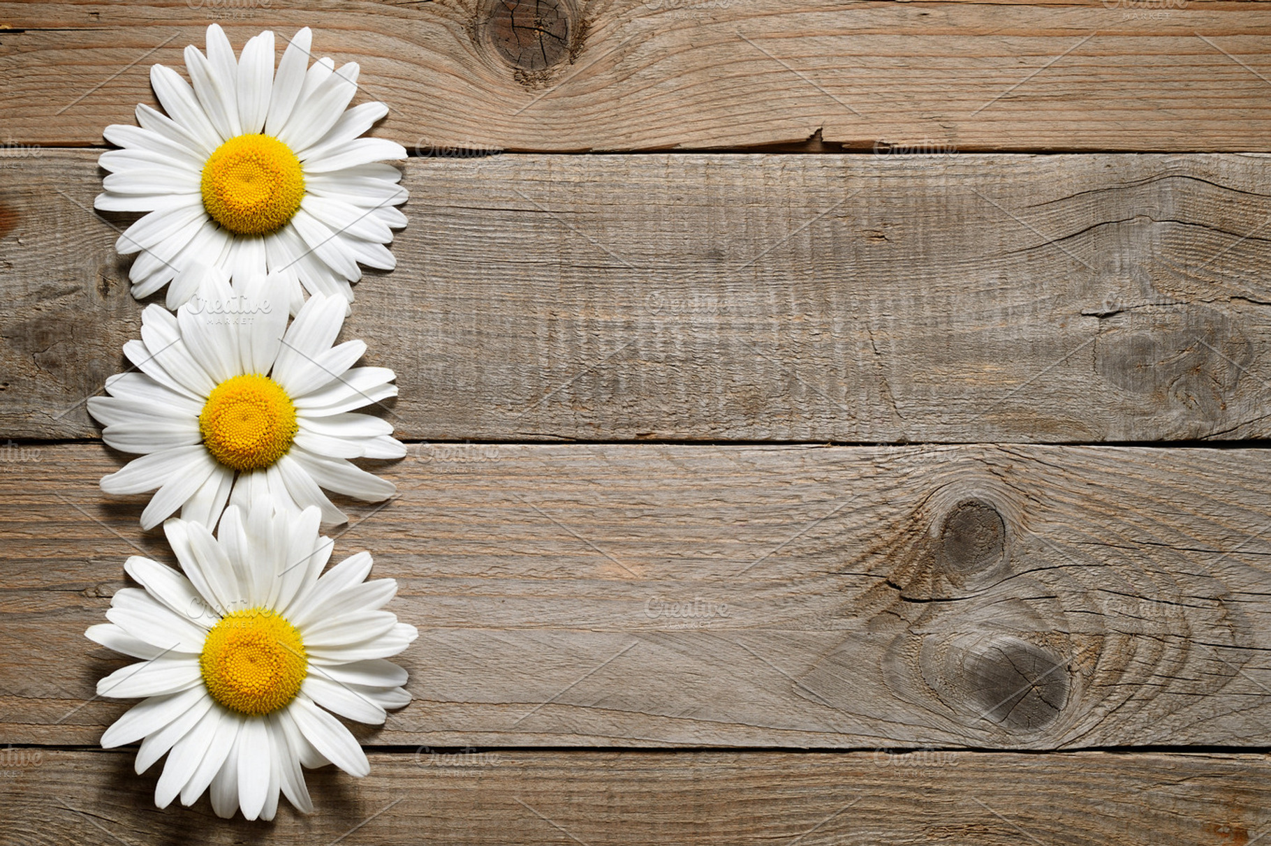 Daisy flowers featuring daisy, flowers, and white