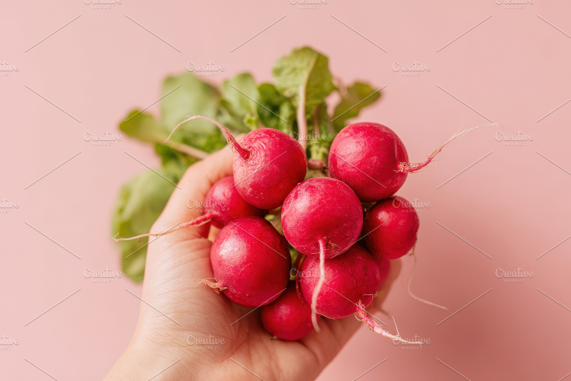 Fresh radish bunch in hand on pink background, a Food & Drink Photo by AlyaAnd