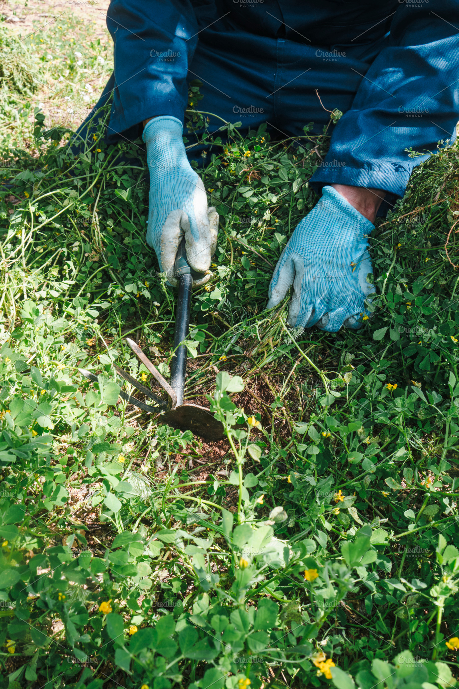 man using a tool to remove weeds from farmland, a Photo by Nito