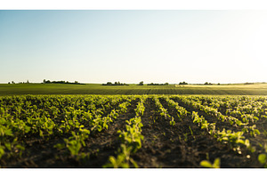 Soybean field stretching toward, a Nature Photo by volodymyrshtun13795