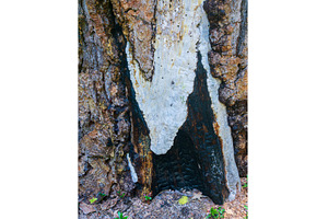 Severe damage to base of fir tree, a Nature Photo by Backyard Stock