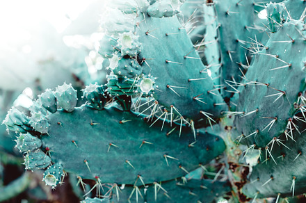 Succulent cactus plant natural background, a Nature Photo by Dvoevnore photos