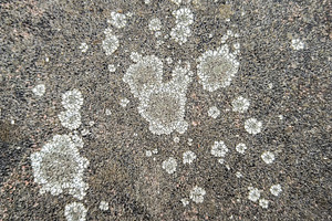 Textured concrete surface with white organic stains, an Animal Photo by DanFLCreativo