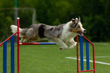 Border collie breed dog for a walk o stock photo containing dog and run, an Animal Photo by oleghz