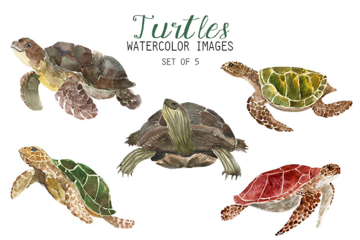 Watercolor Turtles Clipart, an Animal Illustration by YesFoxy
