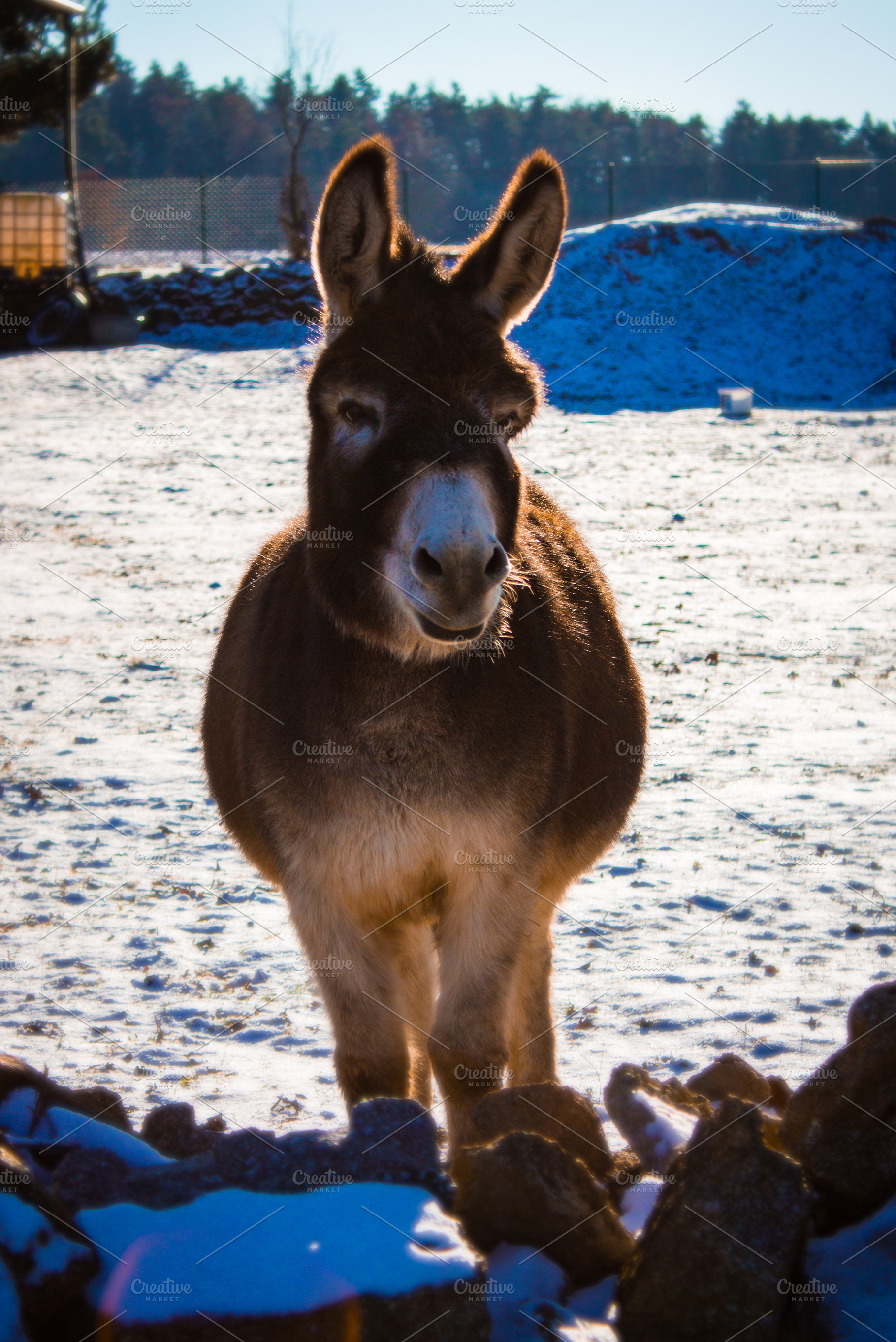 Donkey, an Animal Photo by jakub_kopecky