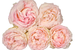Lush, soft pink peony roses arranged in a neat arrangement again, a Nature Photo by ndanko