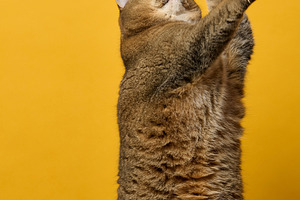Cat stands on its hind legs on a wooden table and stretches its, an Animal Photo by ndanko