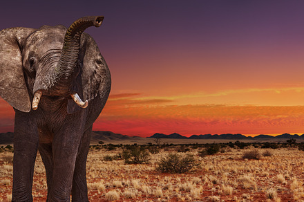 African elephant at sunset