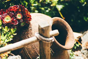 Succulents and clay pot close-up, a Wallpaper Photo by SkyNext