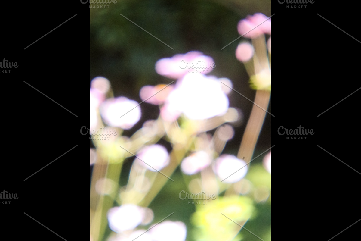 Dreamy, Ethereal Flower Photo Bundle, a Nature Photo by AmandaFagan (Photo 4 of 13)