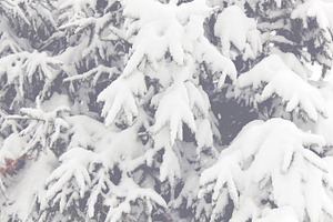 Snowy Trees 03