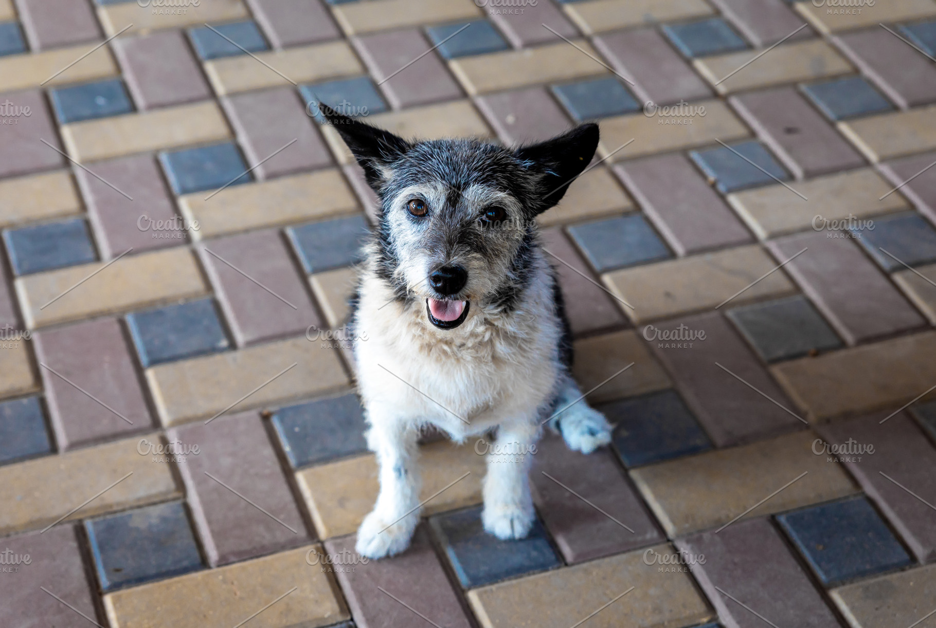 Happy Dog on Tiled Floor, an Animal Photo by Ales Munt
