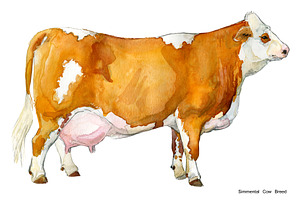 Cow Breeds. Cattle Watercolor Set