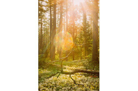 Beautiful Sun Sunshine Above Fallen, a Nature Photo by Our Amazing World