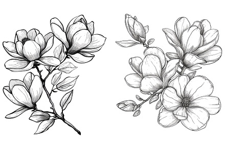Magnolia flowers drawing and sketch, an Object Illustration by ZinetroN