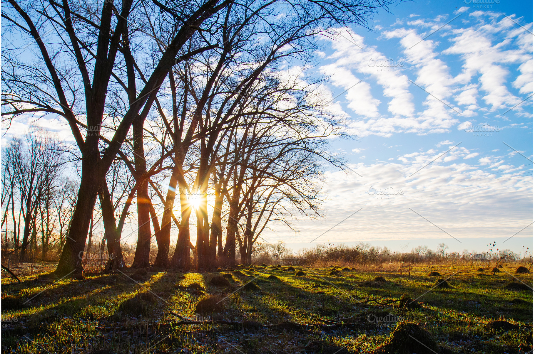 Sunbeams Shining Through Row of Bare, a Nature Photo by Pakosta