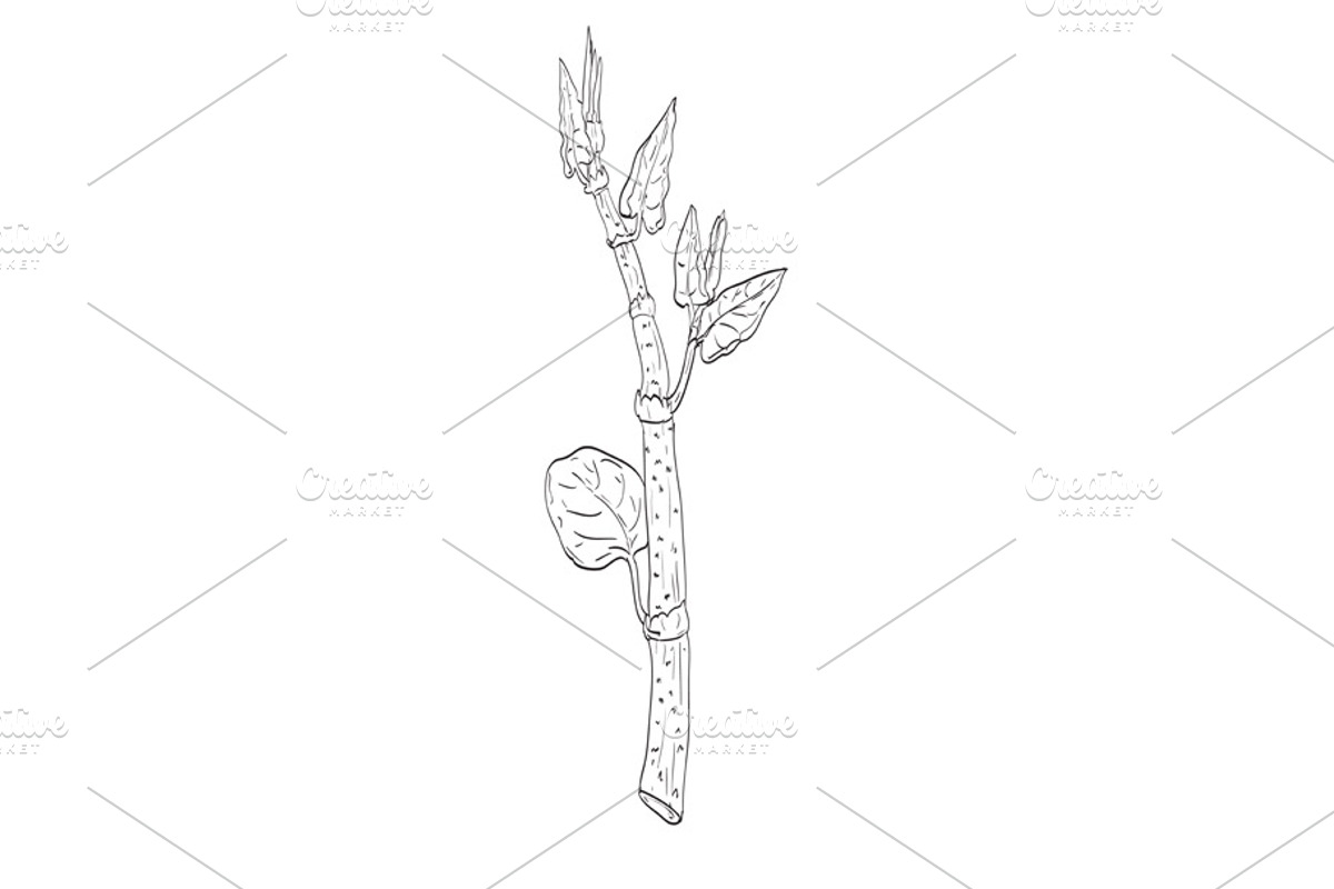 Japanese Knotweed Wild Plant Drawing, a Decorative Illustration by patrimonio (Photo 1 of 3)