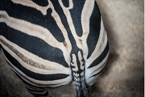 Back and tail of a Grant Zebra Equus, an Animal Photo by COLORFUL