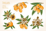 Loquat watercolor clip art, an Illustration by Alena Sid (Thumbnail 6 of 15)