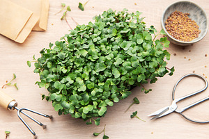 Microgreens growing kit with gardening tools and seeds on table, a Food & Drink Photo by Olena Rudo