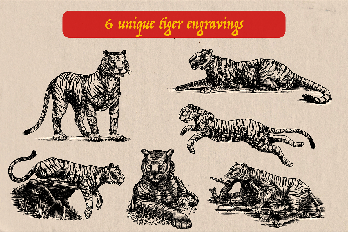 Tigers poses engraving, an Object Illustration by Arthur Balitskiy (Photo 2 of 5)