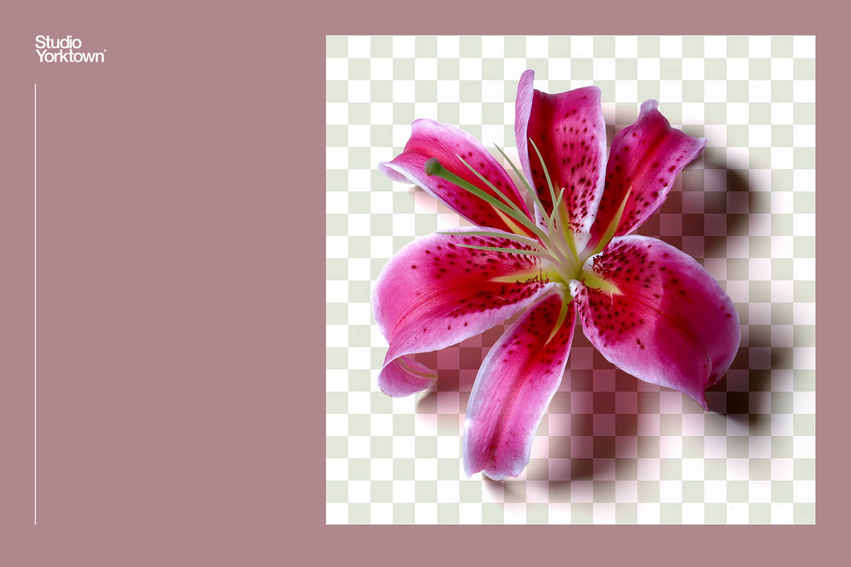 Ikebana Botanical Asset Collection, an Object Graphic by Studio Yorktown (Photo 9 of 15)