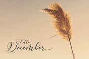Kamelia Script, a Script Font by Megatype (Thumbnail 6 of 8)