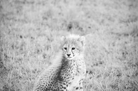 Cheetah Cub