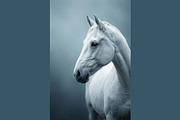 Majestic White Horse Photos, an Animal Illustration by StockVerse Creative (Thumbnail 4 of 4)