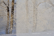 Nagomi - Japanese Paper Textures, a Texture Graphic by alonahaidash (Thumbnail 23 of 26)