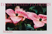 Dark toned flowers, stock photo set, a Photo by Imageblend (Thumbnail 4 of 6)