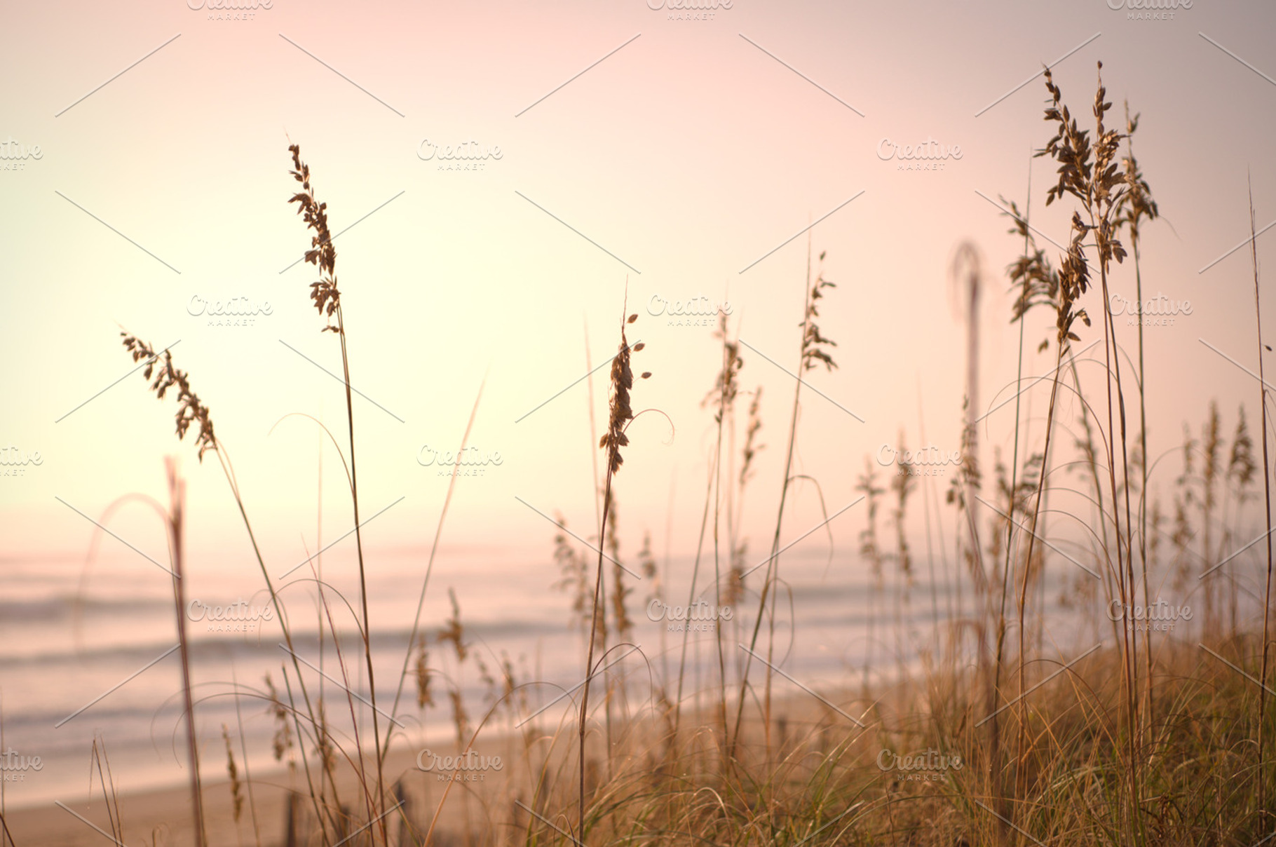 Beach Grass And Sunset
