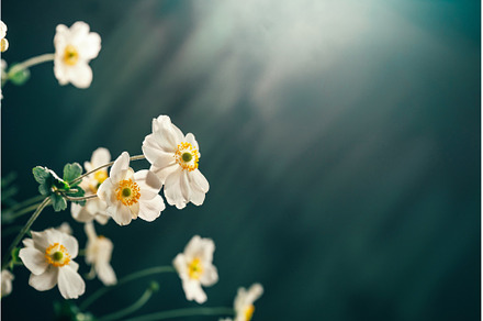 Delicate white flower Anemone