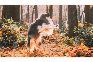 Tricolor Rough Collie, Funny, an Animal Photo by Our Amazing World