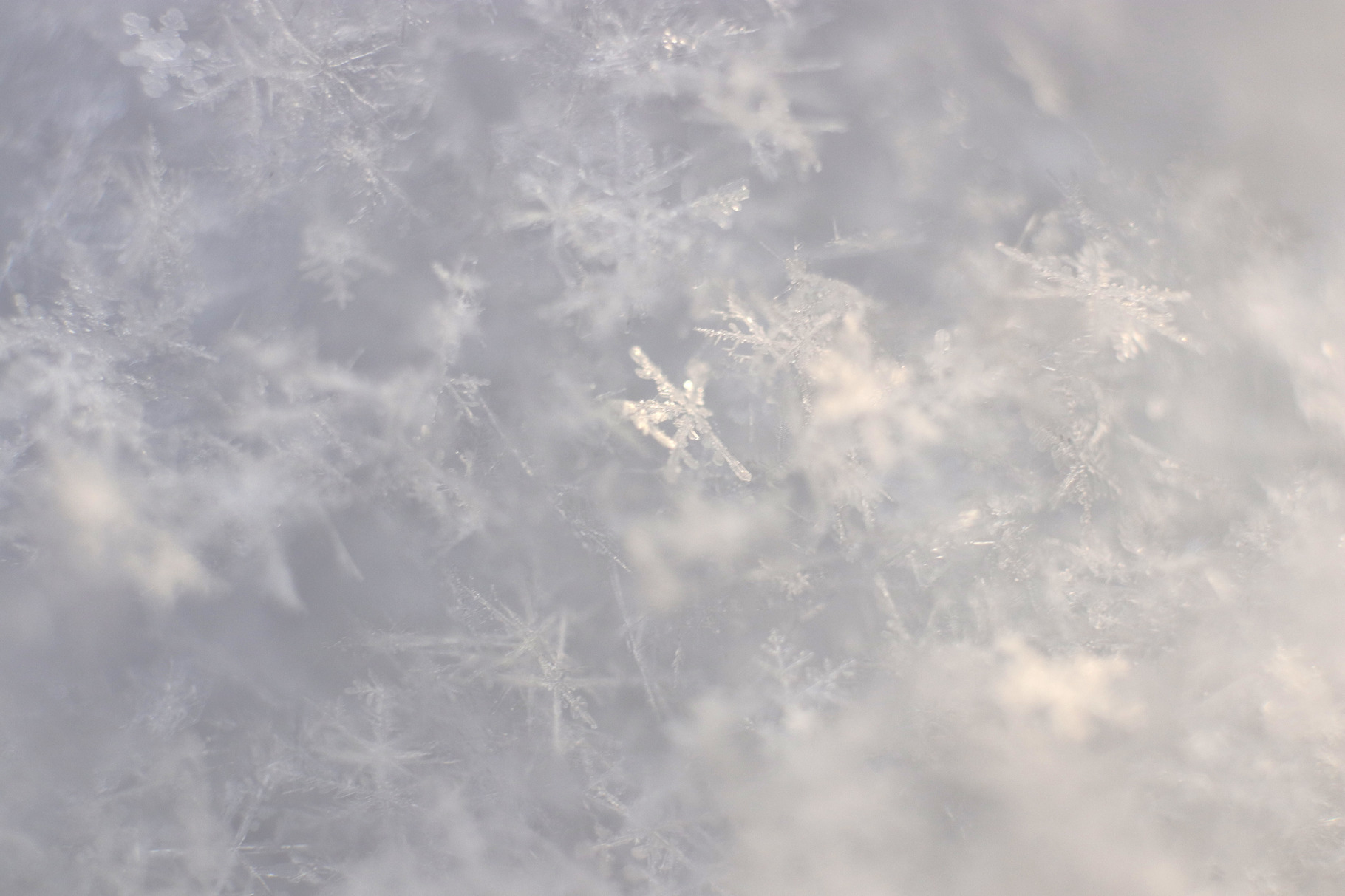 Shiny Snowflakes Texture. Macro., a Nature Photo by Textures & Backgrounds