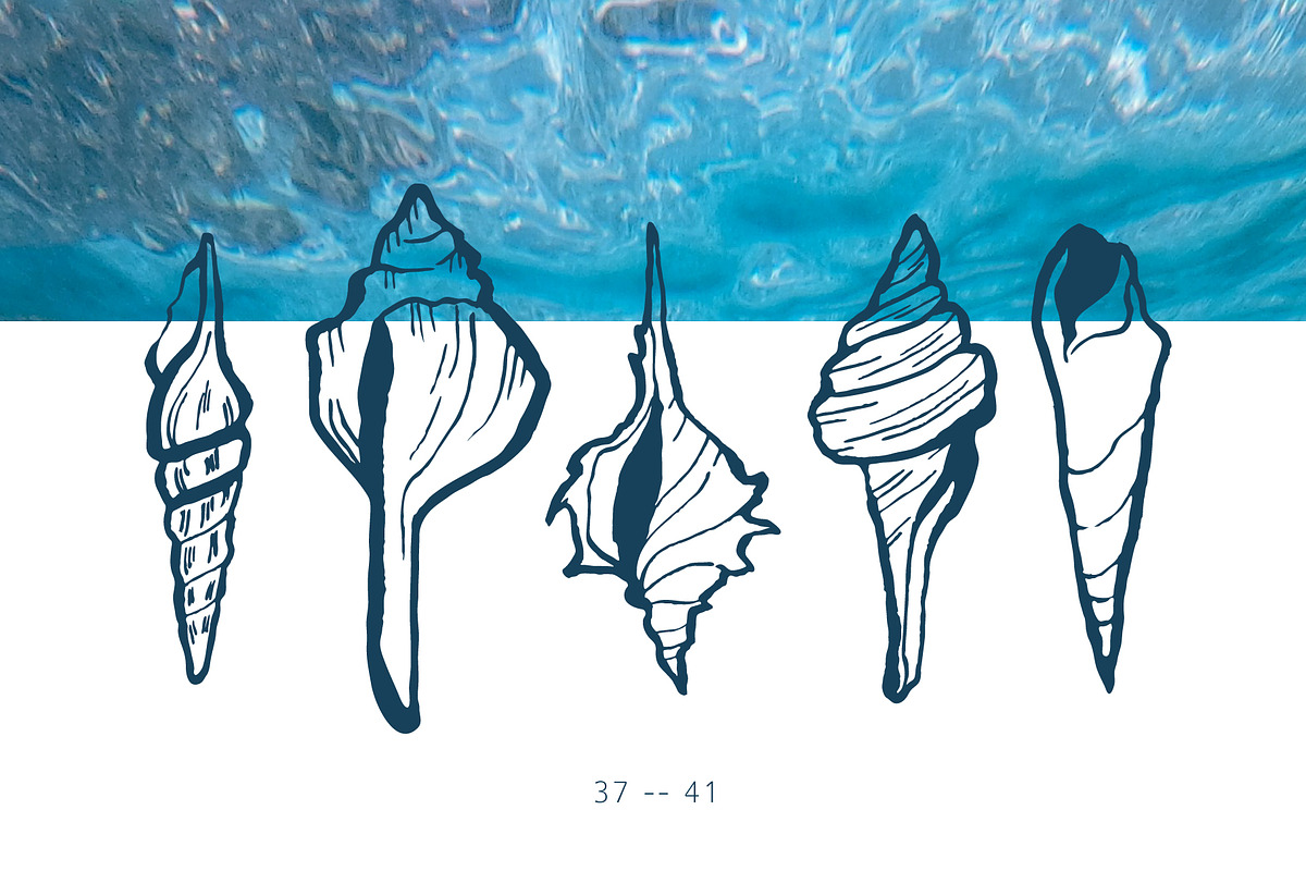 Seashells Hand drawn vector elements, a Seasonal Illustration by Lena Nikolaeva (Photo 10 of 14)