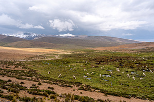 White Alpacas Grazing in the Peruvian Highlands Surrounded by Mo, an Animal Photo by GoodGoods