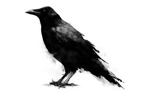 Black ink raven or crow on white, an Animal Photo by MistyDay