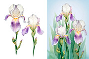 Watercolor iris flowers kit, a Texture Illustration by Sundra (Thumbnail 1 of 9)