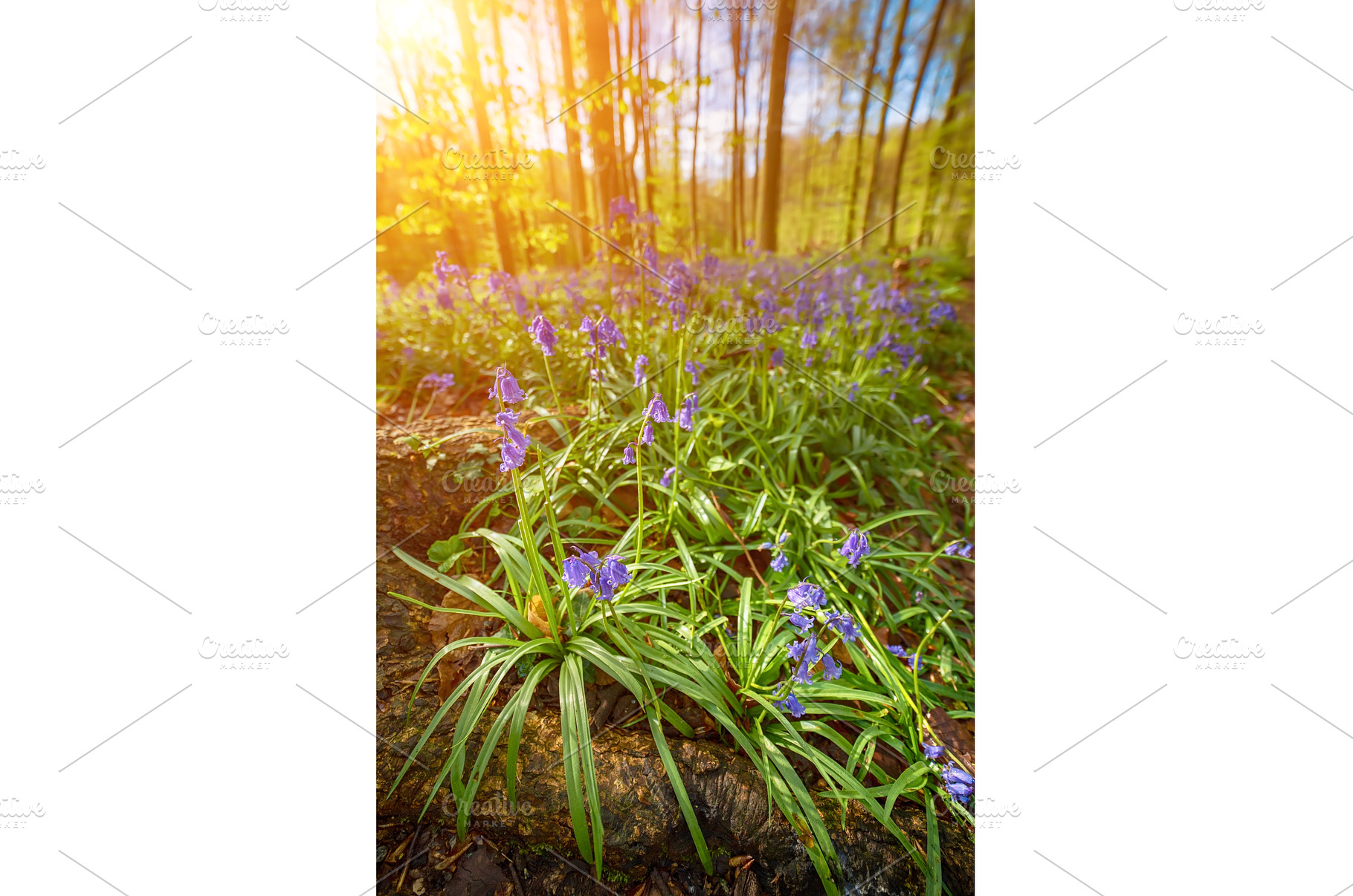 Blossoming lovely spring violet-blue, a Nature Photo by Nature and travel